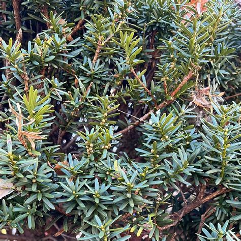 紫杉|Taxus cuspidata